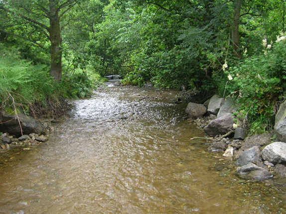 River ecosystem