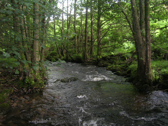 River ecosystem 2